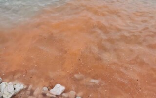Crvena plima – cvjetanje mora